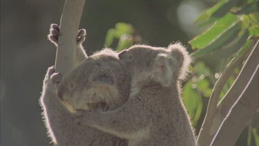 mother with baby on back climbs tree