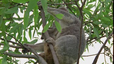 Mother koala and cub are clinging to a tree