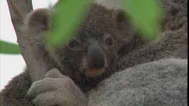 Close up of Koala Cub