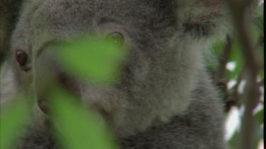 Mother koala and cub are climbing