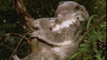 Mother koala and cub are clinging to a tree