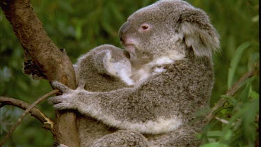 Mother koala and cub are clinging to a tree