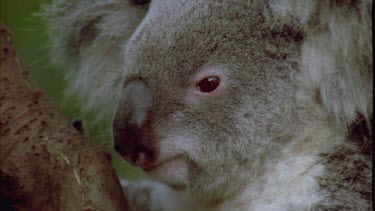 Close up of Mother Koala