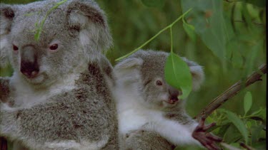 Mother koala and cub are clinging to a tree. Cub is eating.