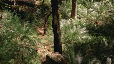 Panning shot up of from forest floor to Mother koala and cub are clinging to a tree