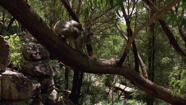 Mother koala and cub are walking along tree branch