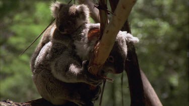 Mother koala and cub are clinging to a tree