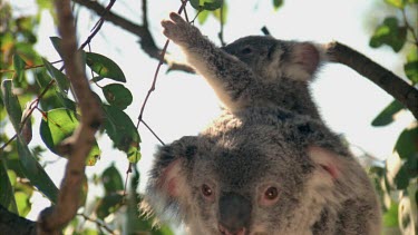 Mother koala and cub are clinging to a tree. Cub is feeding and starts to climb on mother.