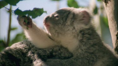 Cub is feeding.