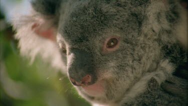 Close up of Mother Koala