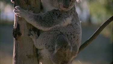 Cub climbing to Mother Koala