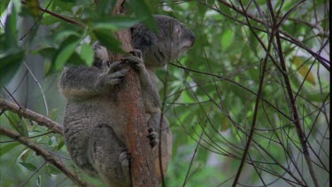 Koala hunched over in rain