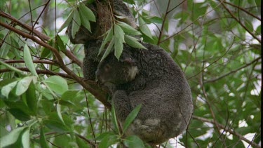 Koala hunched over in rain