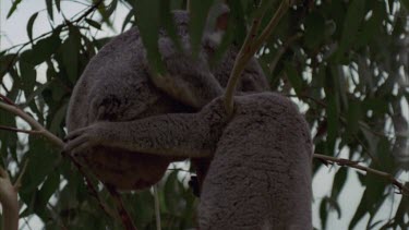 male trying to mate with female she fights back