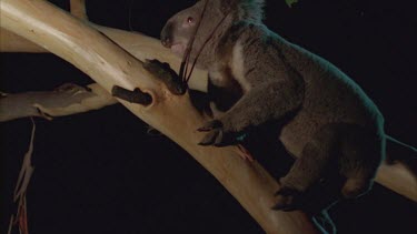 koala climbing tree ready to fight