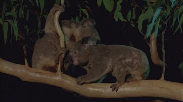 two fighting in tree