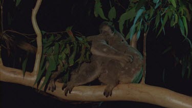 two fighting in tree