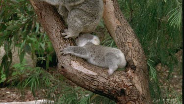 Cub climbing to Mother Koala