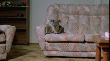 Koala jumps from arm chair to male reading in chair
