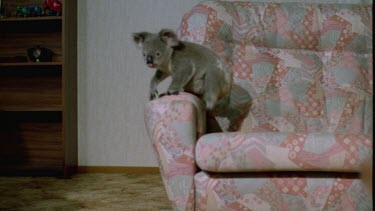 Koala climbs down from chair and leaves shot