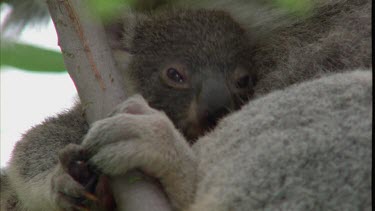 Close up of cub with mother koala