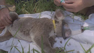 koala volunteers attending to koala for medical check