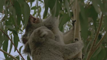 male trying to mate with female she fights back