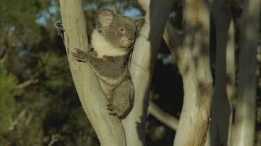 koala in tree