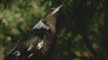 Magpie on branch