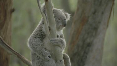 koala in tree