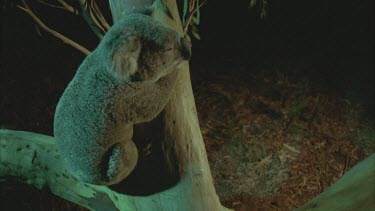 koala in tree