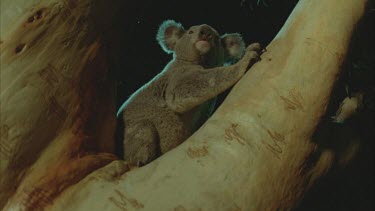 koala in tree