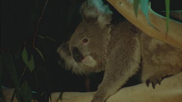 koala in tree