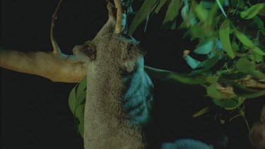 koala in tree