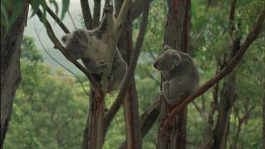 koalas in tree