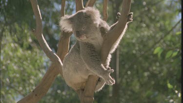 adult in tree sleeping