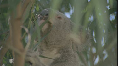 Koala eats eucalypt leaves