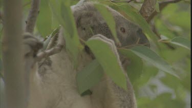 Koala eats eucalypt leaves