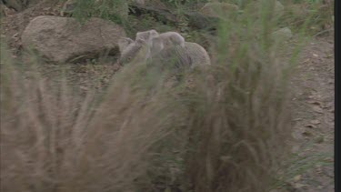 koala with cub walks across ground