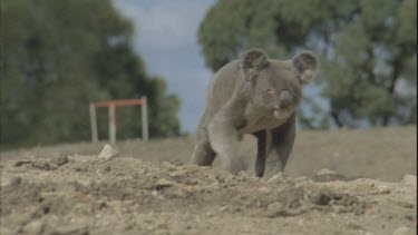koala walks out of frame at contruction site