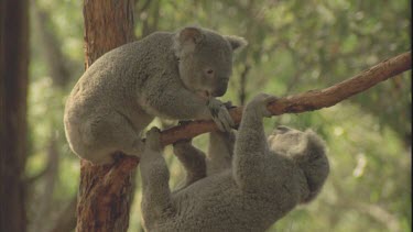 koalas climbing in tree