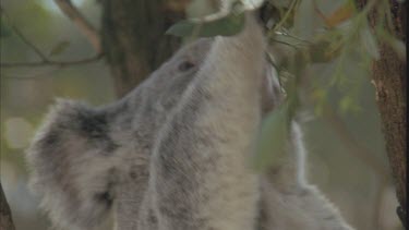 CM0001-KK-0049137 Koala eats eucalypt leaves