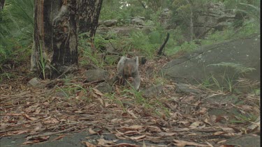 koala walks across ground