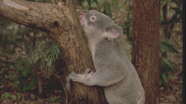koala in tree climbing up