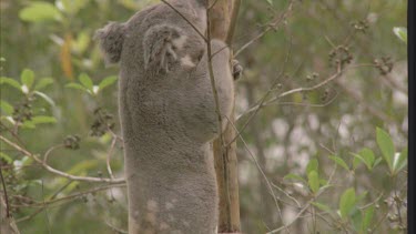 koala in tree climbing up