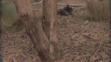 Koala runs on ground and jumps onto tree