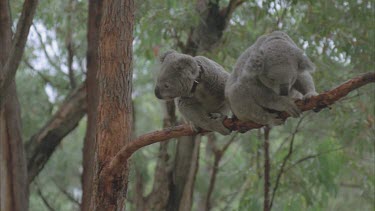 koalas on branch of tree