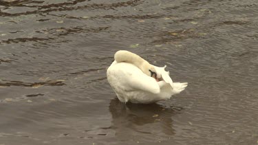 Swan cleaning itself in a river
