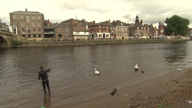 Man feeding swans in a river