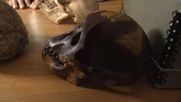 Pre-human skull on a desk